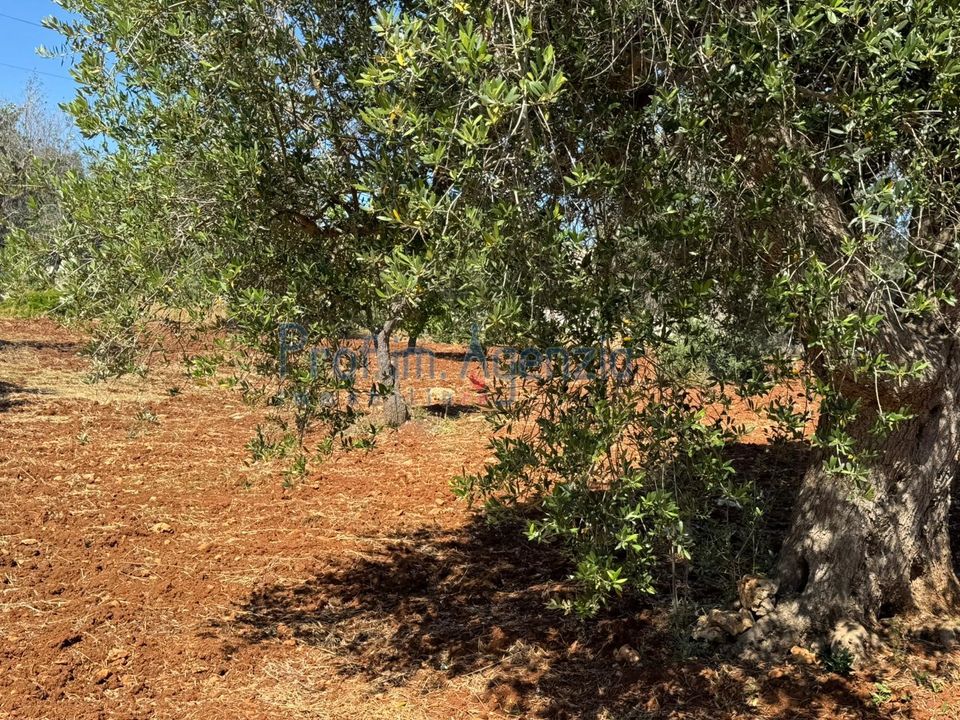 Helårsgrund i Carovigno, Brindisi - foto 3